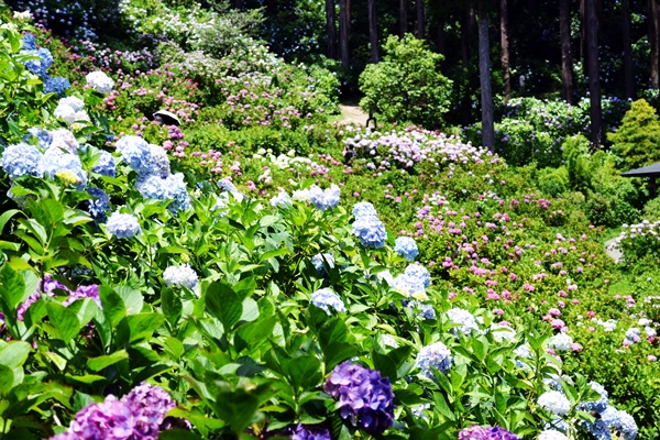 千葉県茂原市あじさい屋敷の花が見ごろです